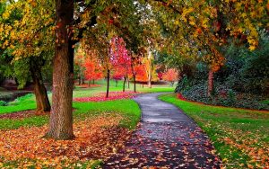 Fall Leaf and Yard Cleanup - St. Catharines